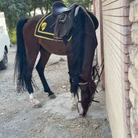 فروش نریون ۵ساله