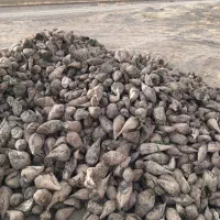 فروش‌چغندر‌‌حدود‌سه‌تن‌.برای‌دام‌|حیوانات مزرعه|صحنه, |دیوار