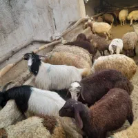 گوسفند فروشی با قصاب تمیز کار