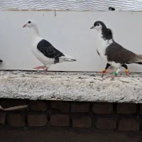 تعداد ۸عدد ماده پرشی زدخوردی