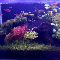 آکواریوم پلنت نانو|ماهی|لاهیجان, لیالستان|دیوار