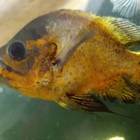 فروش ماهی اسکار|ماهی|شهرضا, |دیوار