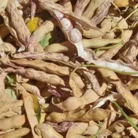 لوبیا چیتی کوهرنگ تمیزوتازه وزودپز.|خوردنی و آشامیدنی|اهواز, کوی آغاجاری|دیوار