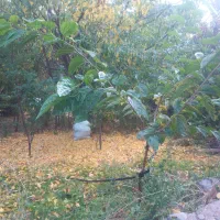 باغچه زیبا در صغایش