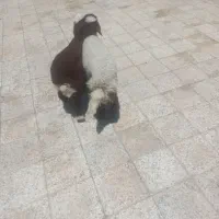 اهواز کوت عبدالله