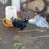 تخم مرغ گلین|حیوانات مزرعه|مشکیندشت, |دیوار