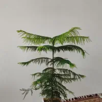 گل خانه