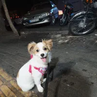 پاکوتا ایشپیتز|سگ|تبریز, |دیوار