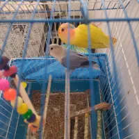 یک جفت طوطی برزیلی  نرو ماده  رنگ های خاص|پرنده|قزوین, |دیوار