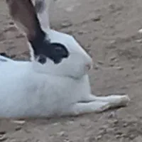 خرگوش