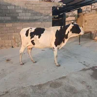 گاو شیری با گوساله ماده دورگه  سمینتال