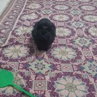 واگذاری گربه ژاپنی|گربه|نیشابور, گنبد سبز|دیوار