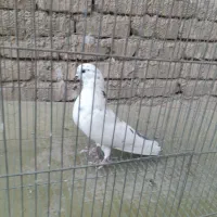 کبوتر|پرنده|اصفهان, شهشهان|دیوار