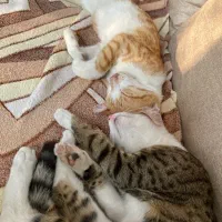 واگذاری گربه نارنجی و پلنگی|گربه|رشت, بوسار|دیوار