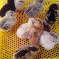 جوجه گلپایگانی ۵*۶روزه‌.هرروز موجود است