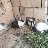 خرگوش|موش و خرگوش|مشهد, توس (بلوار توس)|دیوار