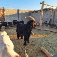 پازن جوان برزی|حیوانات مزرعه|زرین دشت (فارس), |دیوار