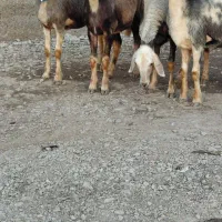 بره ماده افشار
