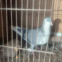 کبوتر اصفهانی و پرشی وسبز کرمونی