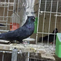 کله سیاه|پرنده|مسجد سلیمان, |دیوار