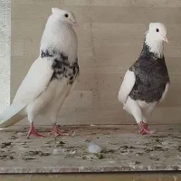 طوقی نسل زرین درشت