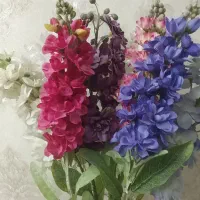 گل شب بو