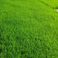 تیم شالی ندا و فجر