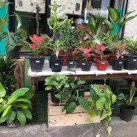 انواع گل های آپارتمانی و زینتی