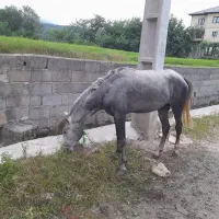 اسب جوان خوش رنگ قدبلند