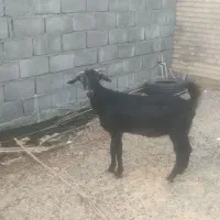 بز سرحال