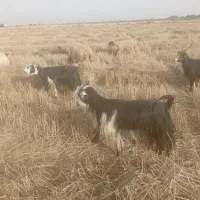 بستان