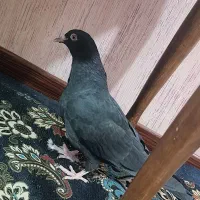 طوقی و پلنگ و زاغ|پرنده|نرماشیر, |دیوار