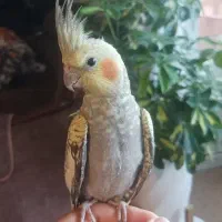 عروس هلندی رام