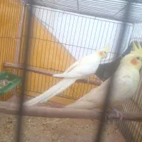 عروس هلندی