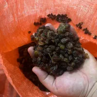 کشمیش با قیمت مناسب تاکستان