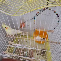 فروش یک عدد عروس هلندی با قفس