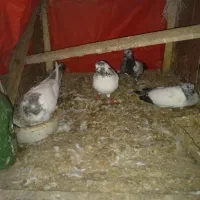 فروش کبوتر|پرنده|لنگرود, |دیوار