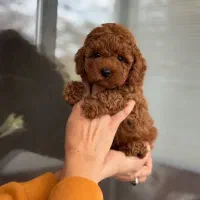 مرکز تخصصی توی و تاینی پودل