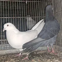 کبوتر|پرنده|رباط‌کریم, رباط‌کریم|دیوار