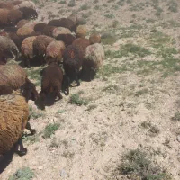 سلام گوسفند تخمی درجه یک