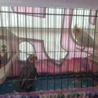 عروس هلندی جفت|پرنده|مراغه, |دیوار