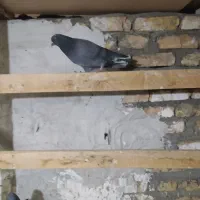 کفتر کبوتر|پرنده|قرچک, باقرآباد|دیوار