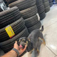 سگ  شی واوا|سگ|تربت‌حیدریه, سرمحله|دیوار