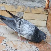 کبوتر|پرنده|خرمشهر, |دیوار