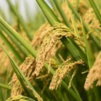 برنج چمپا تمیز خوش پخت و بو