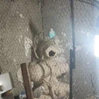 فروش مرغ عشق یکجا