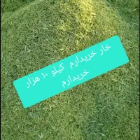 خار به عکس توجه کن