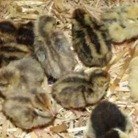 بلدرچین ۱۵ روزه