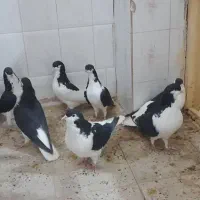 کبوتر خوشرنگ|پرنده|خرمدشت, |دیوار