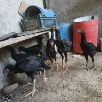 جوجه اوشامو لاری